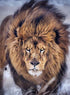 Furious Lion Diamond Painting